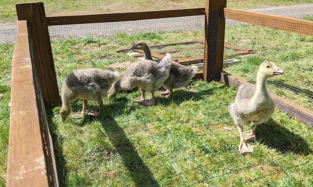 L'Angeberdiere Saint-Mars-sur-la-Futaie Kültér fotó